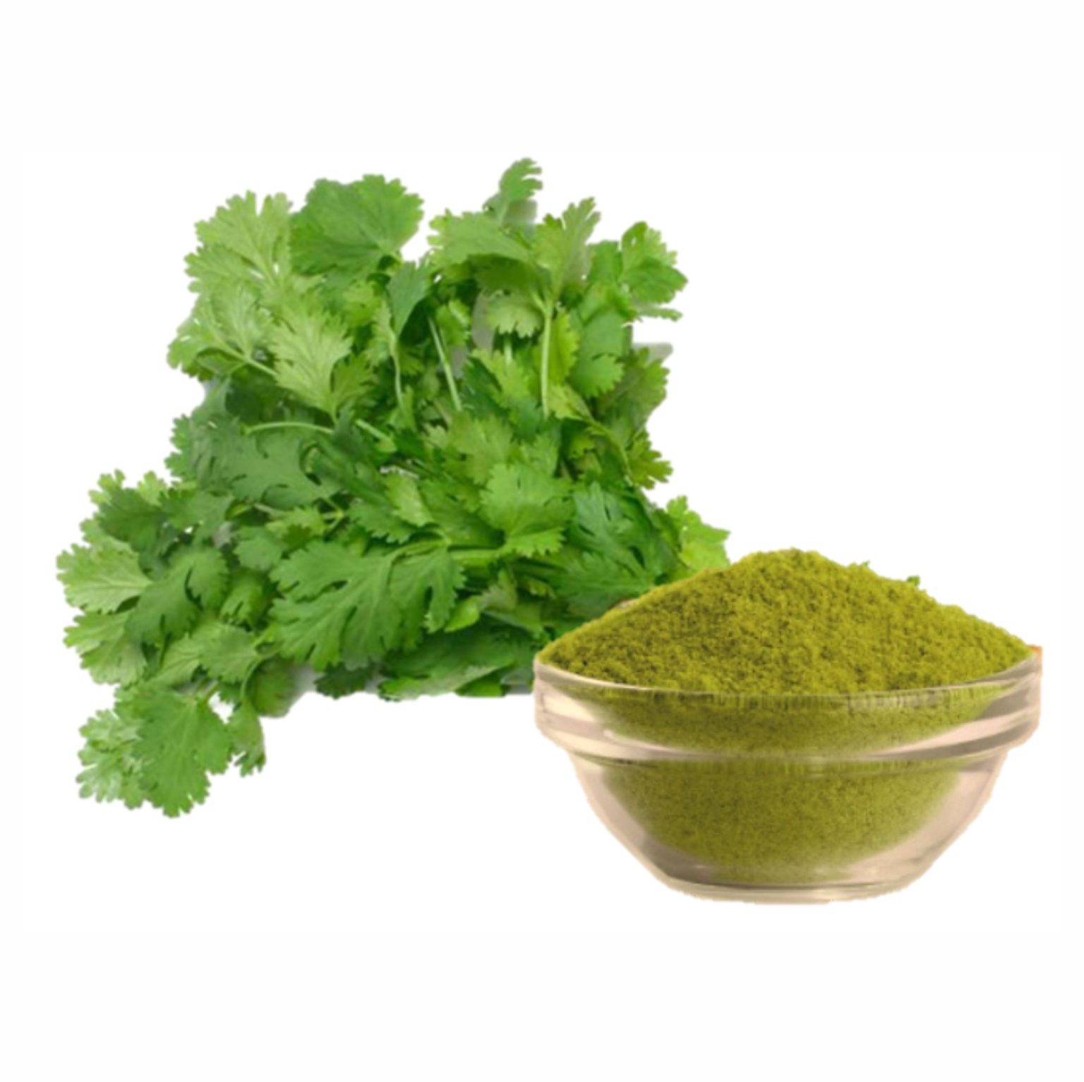 CILANTRO hoja en polvo x 500g – Nutrydía Perú