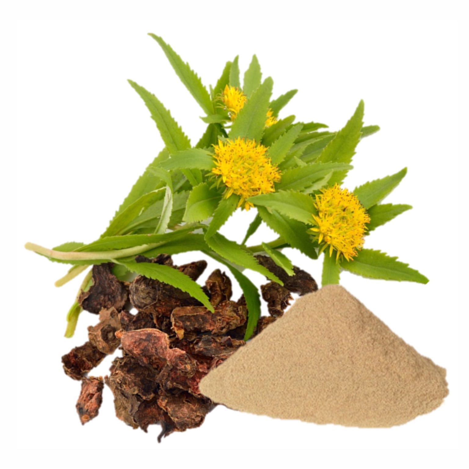 Dacha Rhodiola RHODIOLA extracto en polvo x 250g – Nutrydía Perú